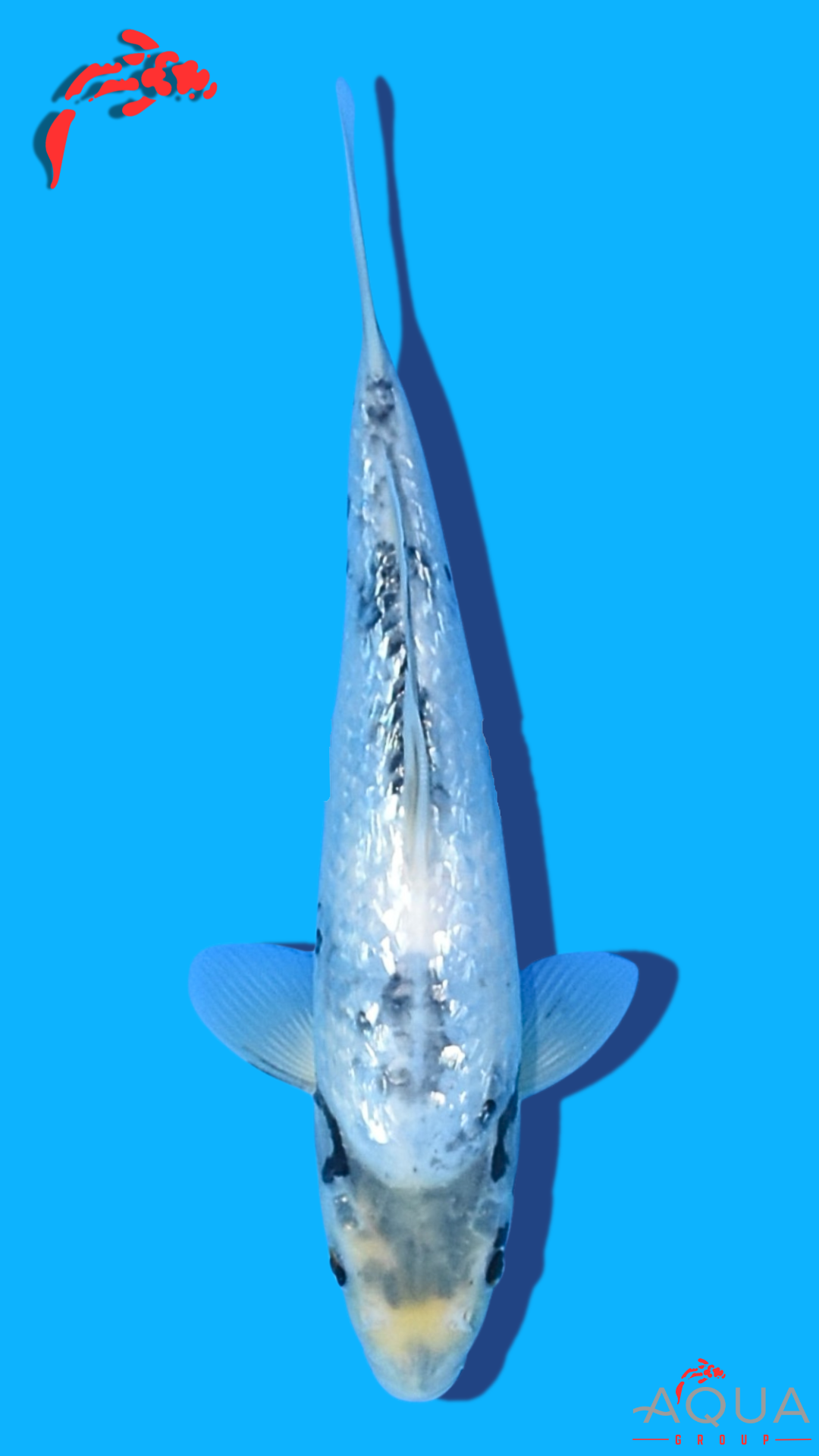 Gin Rin Shiro Utsuri - Omosako - Tosai #09