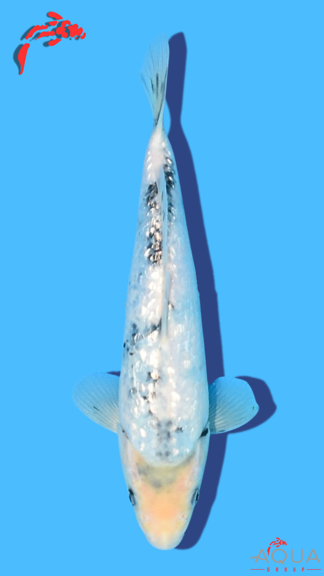 Gin Rin Shiro Utsuri - Omosako - Tosai #21