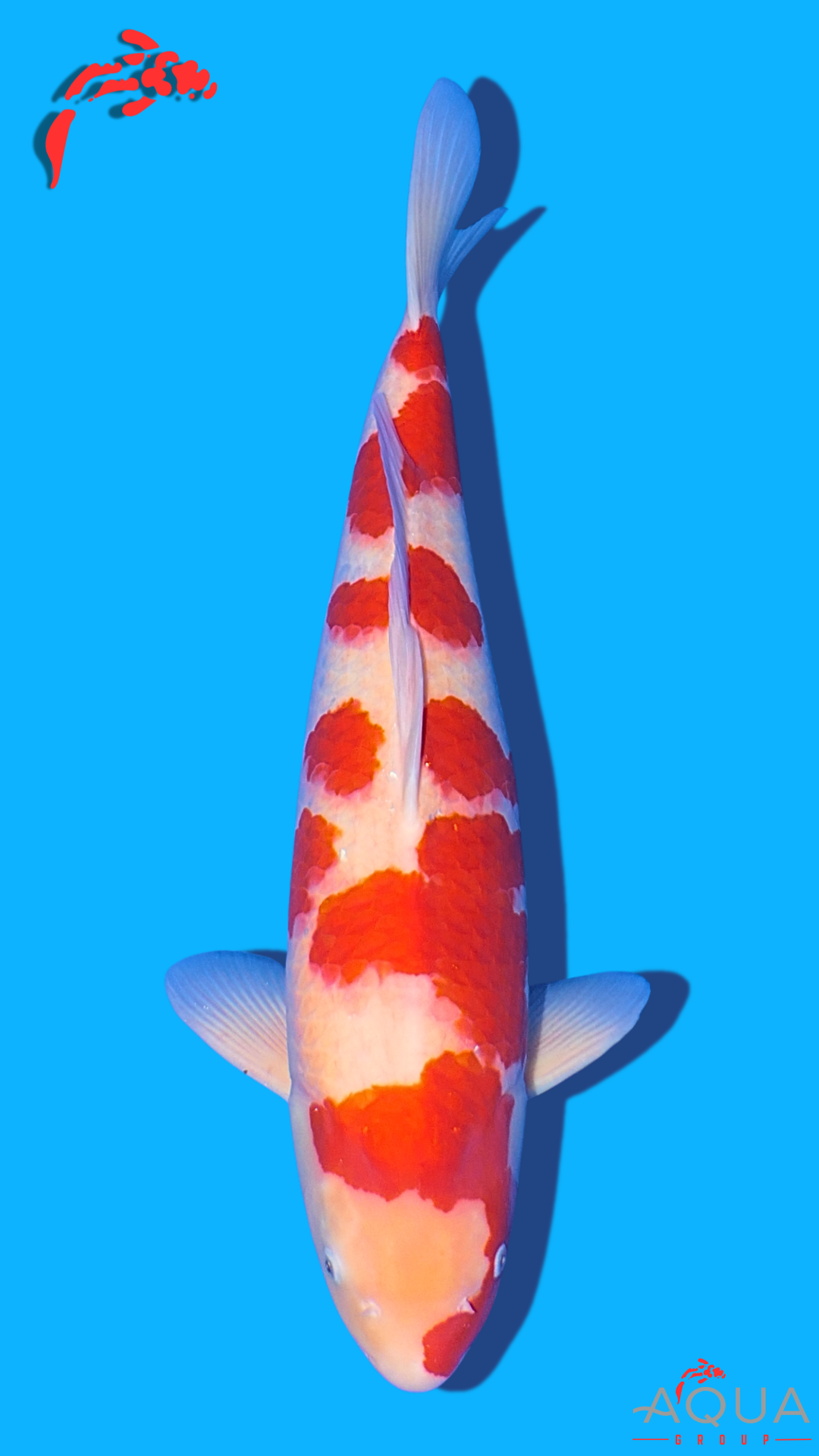 Kohaku - Beppu - Nisai