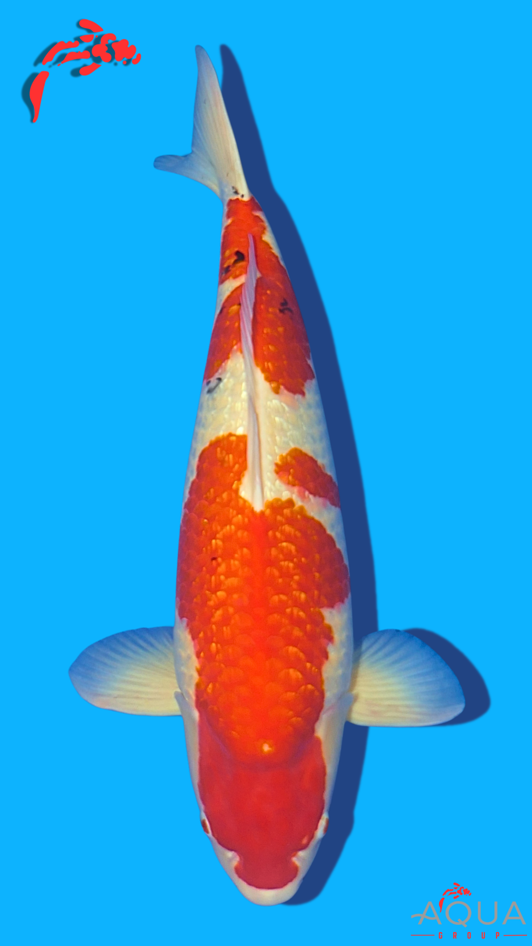 Gin Rin Sanke - Beppu - Sansai