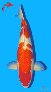 Gin Rin Sanke - Beppu - Sansai