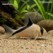 Bandit Corydoras - Hoplisoma metae