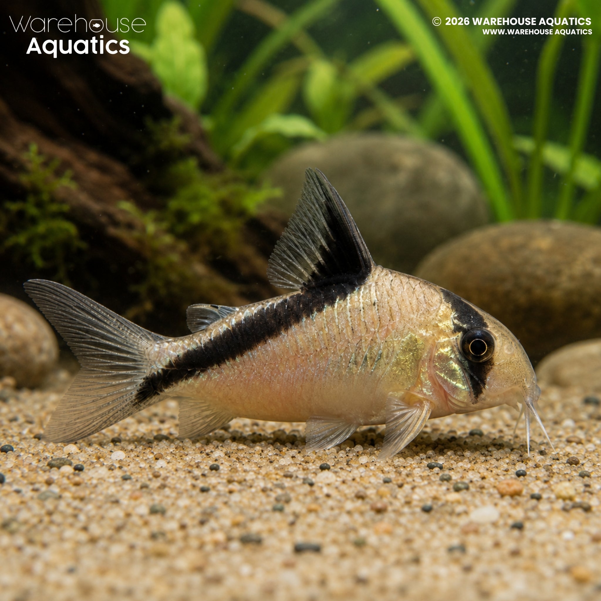 Bandit Corydoras - Hoplisoma metae