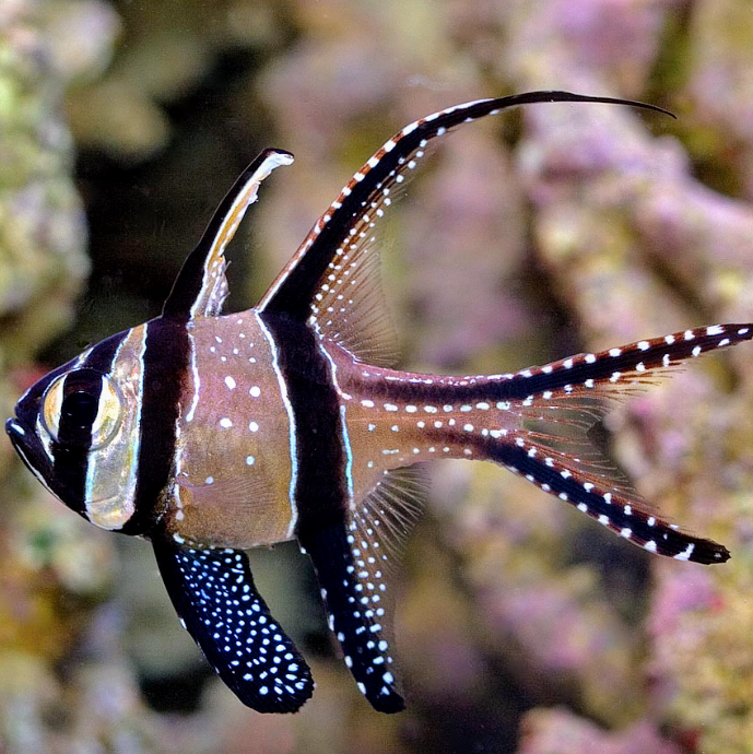 Bangaii Cardinalfish