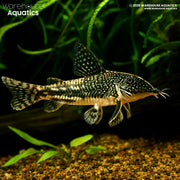 Barbatus Cory - Scleromystax barbatus