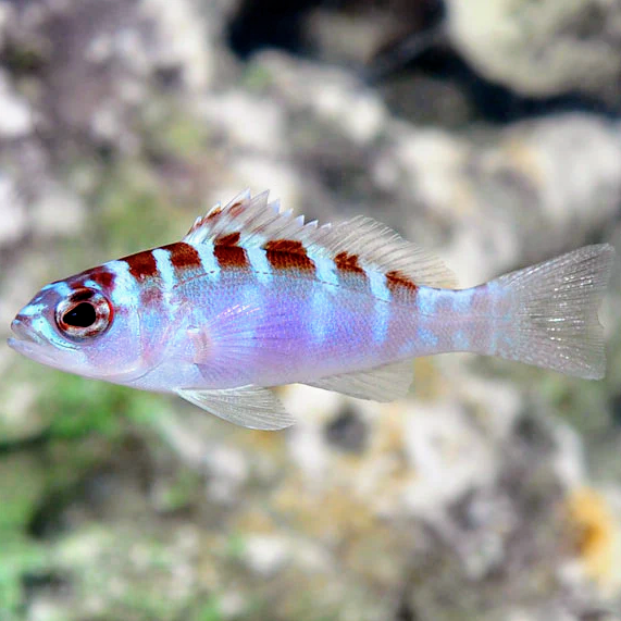 Bass - Caribbean Blue - Aqua Group