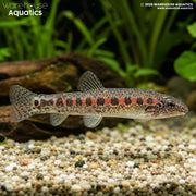 Beautiful Red Spotted Sucker - Erromyzon kalotaeina