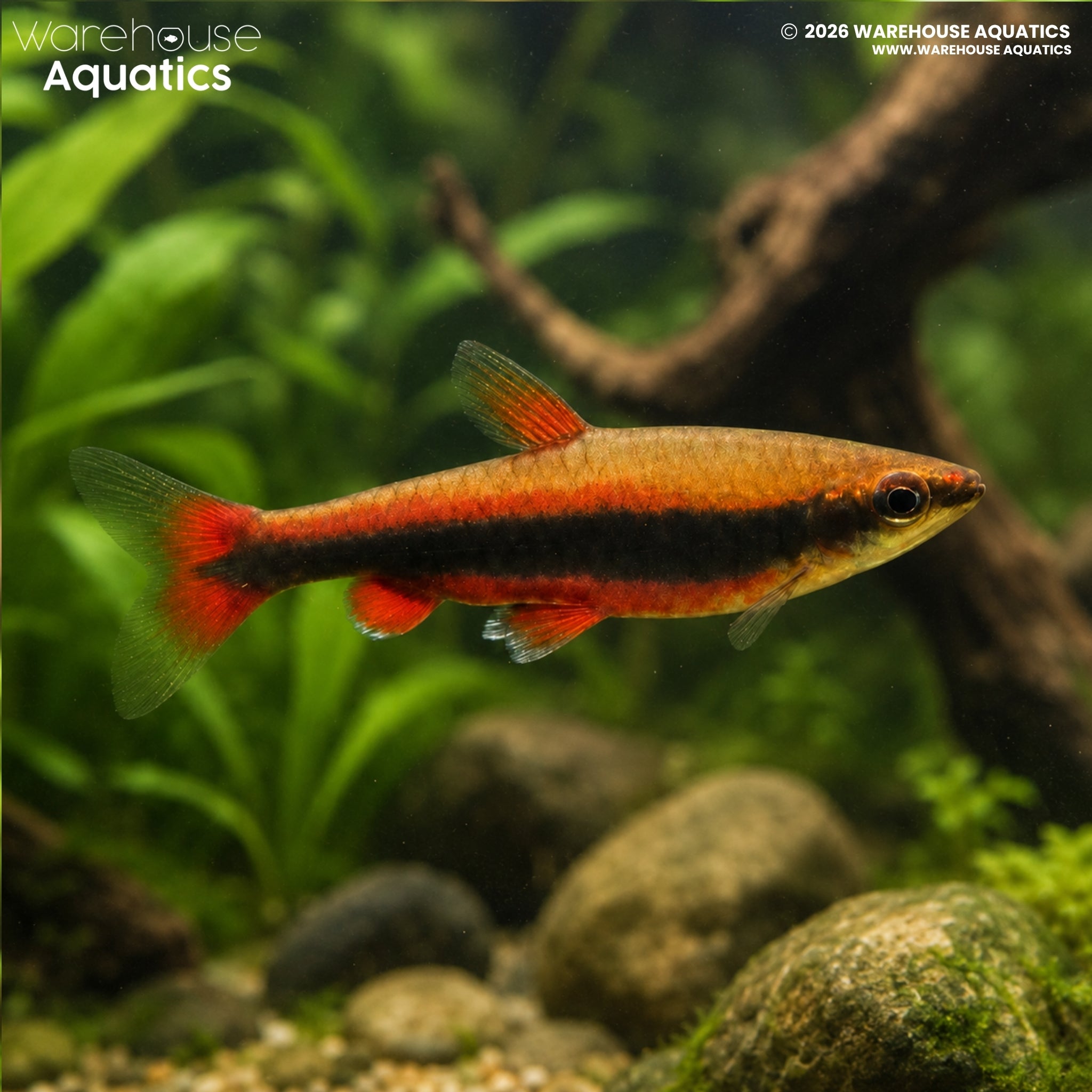 Beckford's Red Pencilfish - Nannostomus beckfordi
