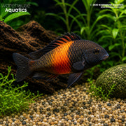 Bemba Orange Flame Tropheus - Tropheus moorii