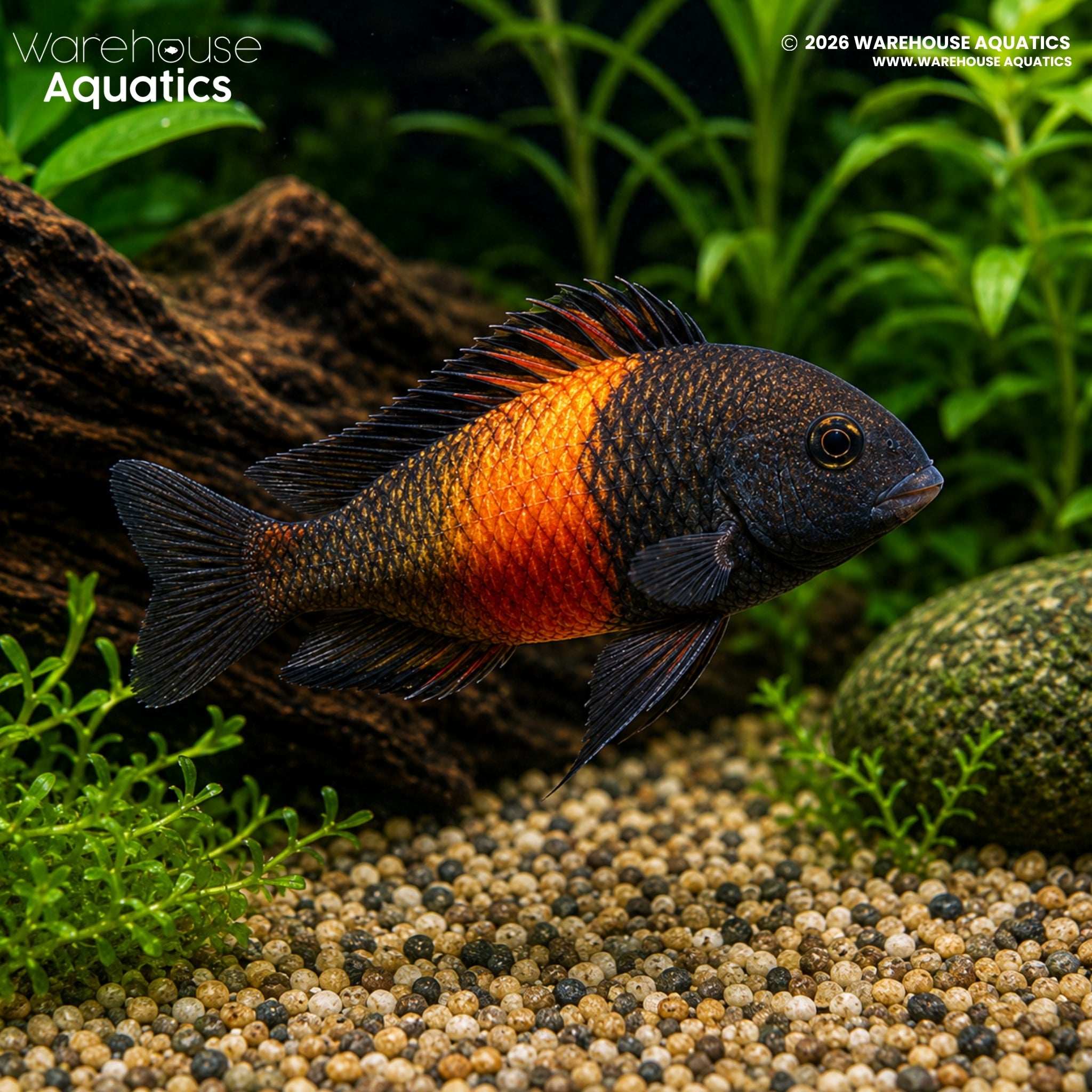 Bemba Orange Flame Tropheus - Tropheus moorii