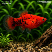 Berlin Platy - Xiphophorus maculatus