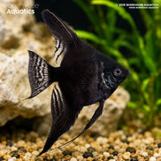 Black Angelfish - Pterophyllum scalare
