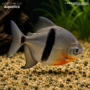 Black Barred Metynis - Myleus schomburgkii