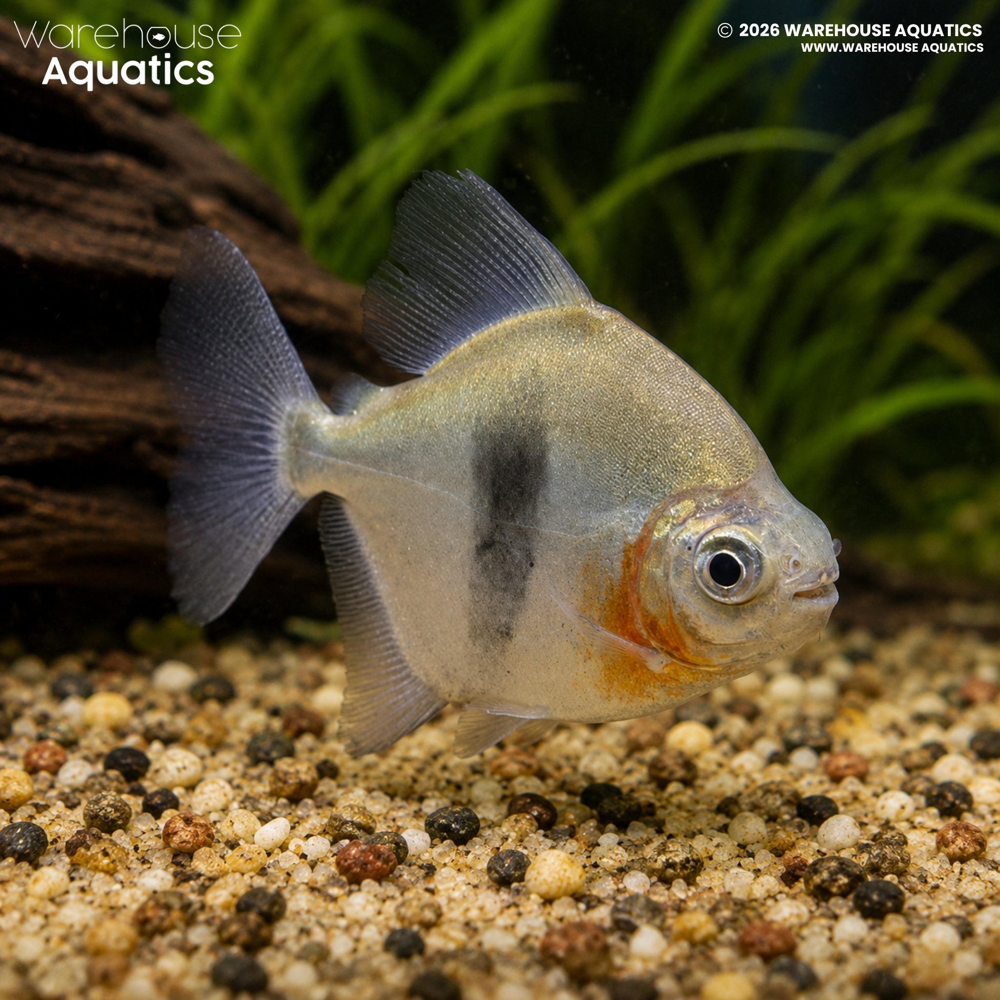 Black Barred Metynis - Myleus schomburgkii