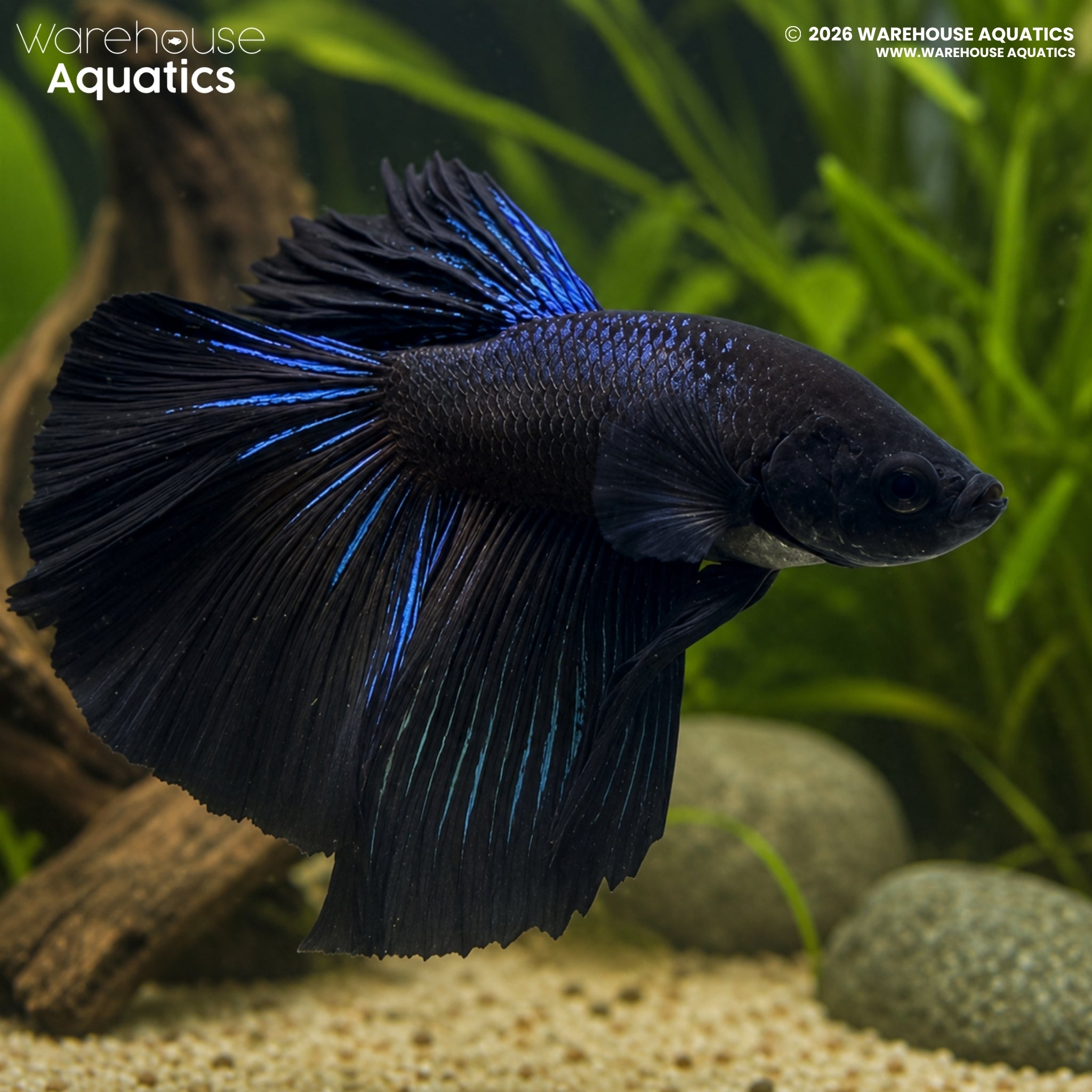Black Half Moon Betta - Betta splendens #5