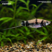 Black Marble Swordtail - Xiphophorus Helleri