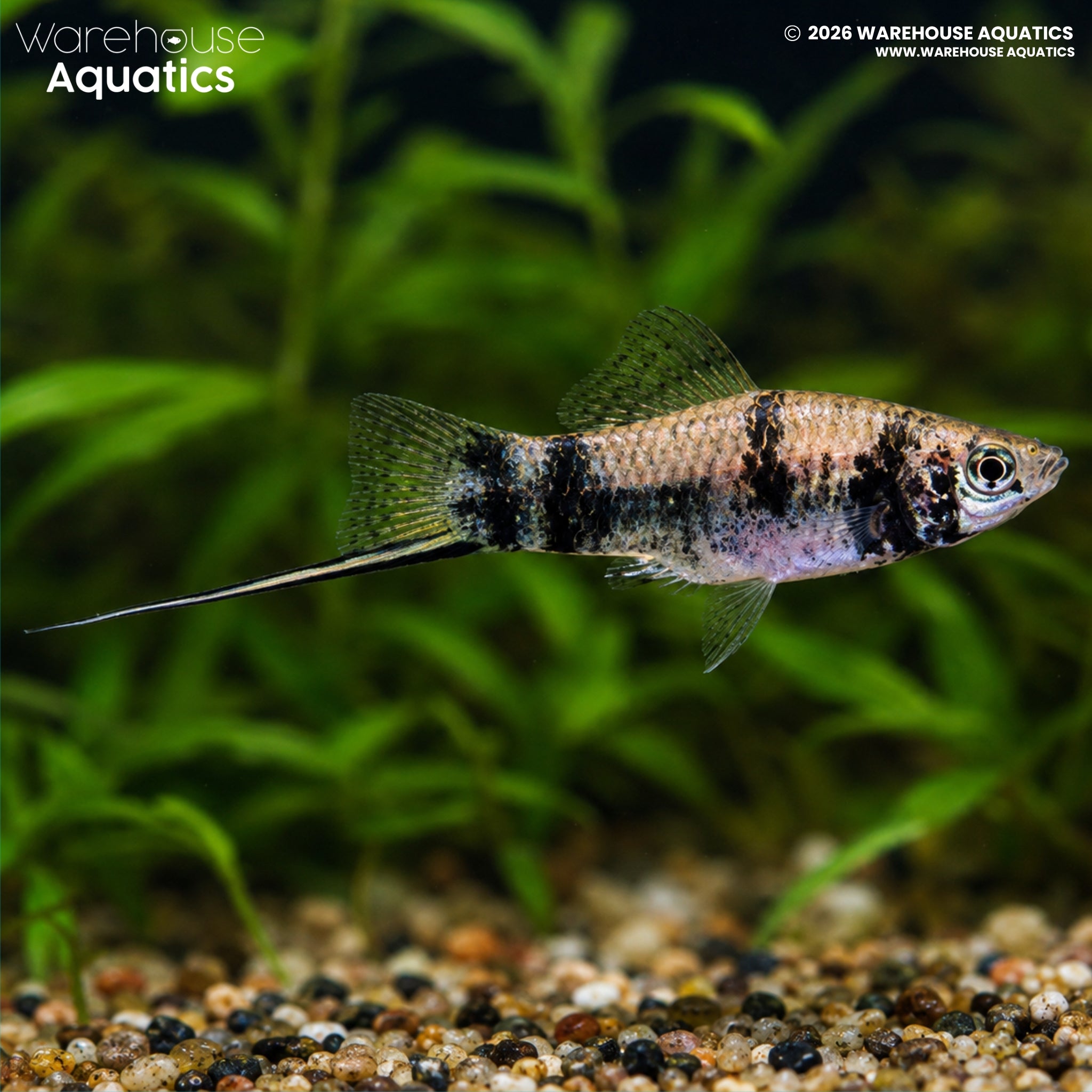 Black Marble Swordtail - Xiphophorus Helleri