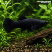 Black Molly - Poecillia latipinna