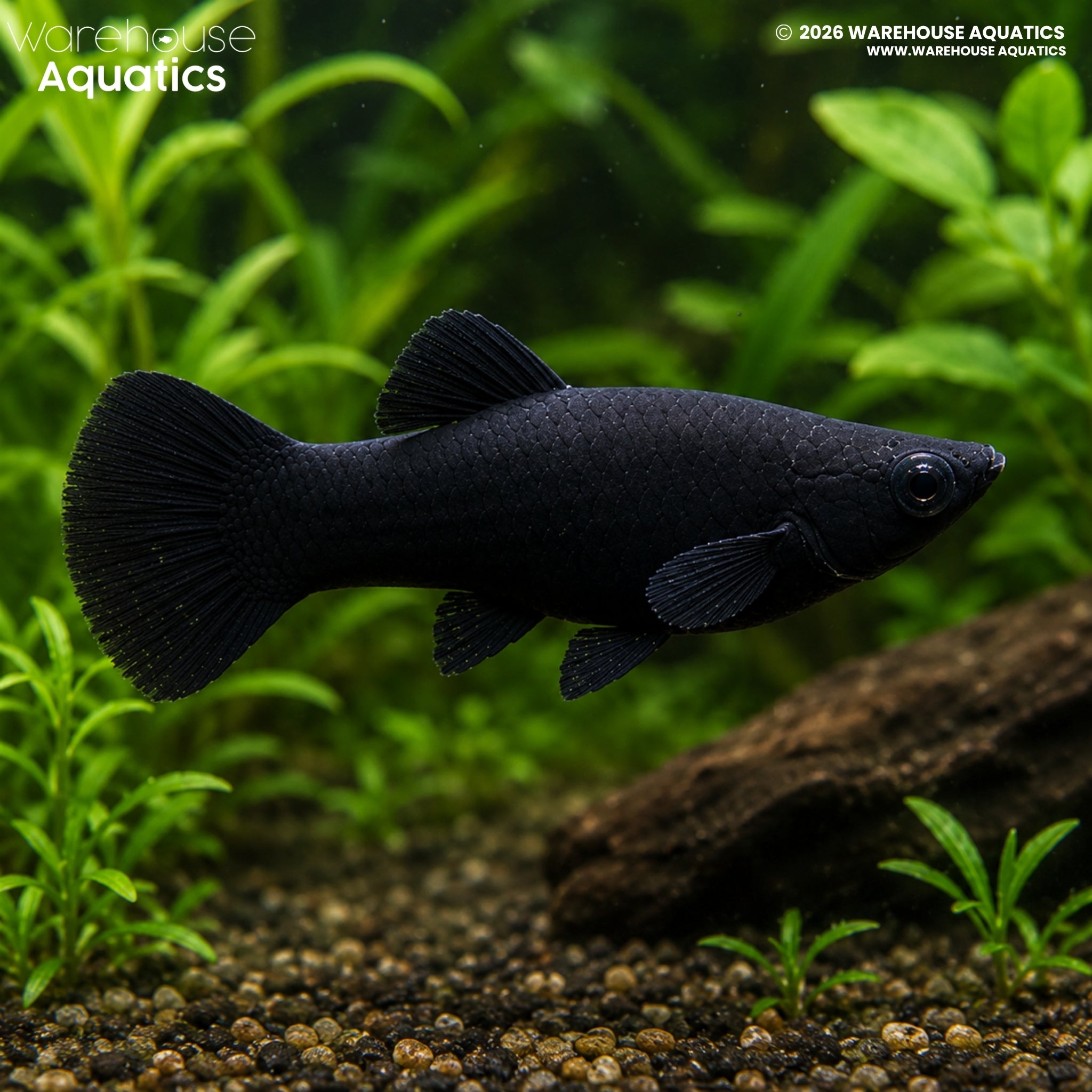 Black Molly - Poecillia latipinna