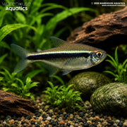 Black Neon Tetra - Hyphessobrycon herbertaxelrodi