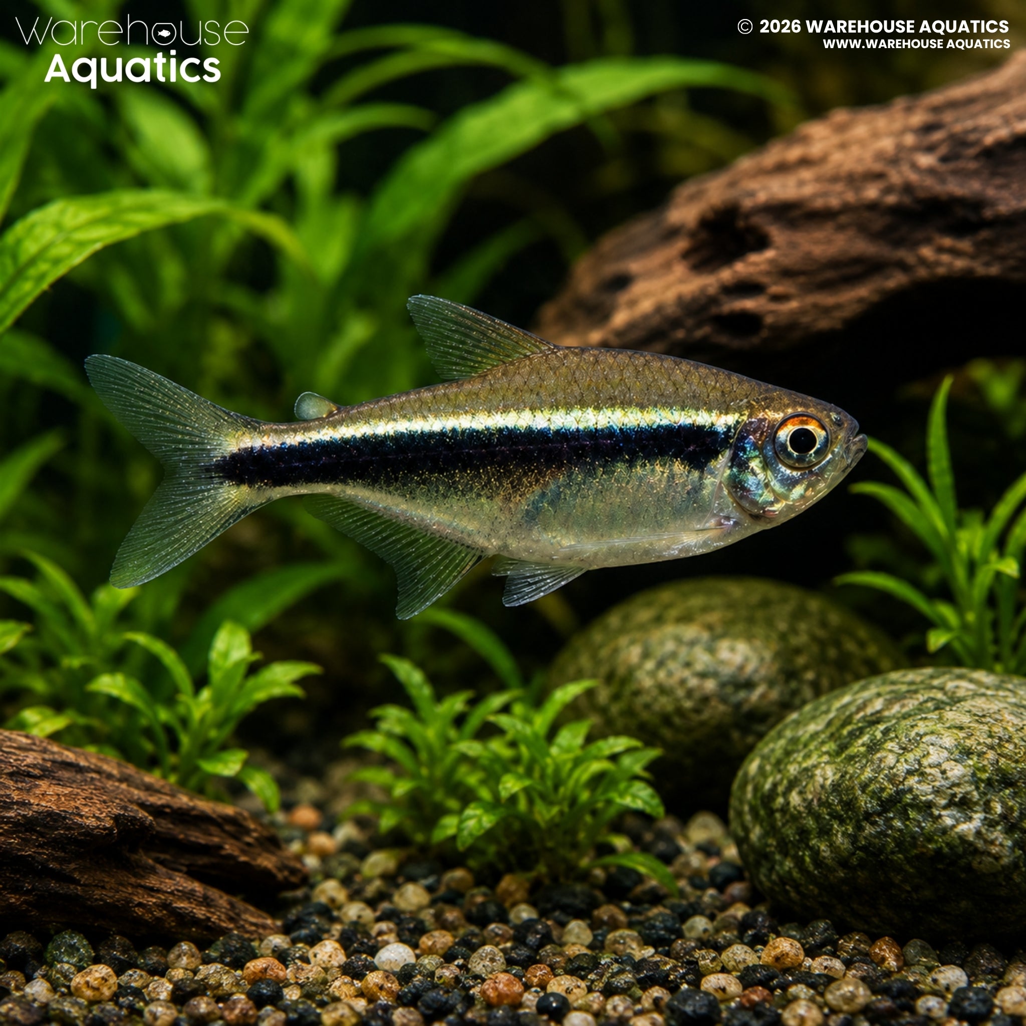 Black Neon Tetra - Hyphessobrycon herbertaxelrodi