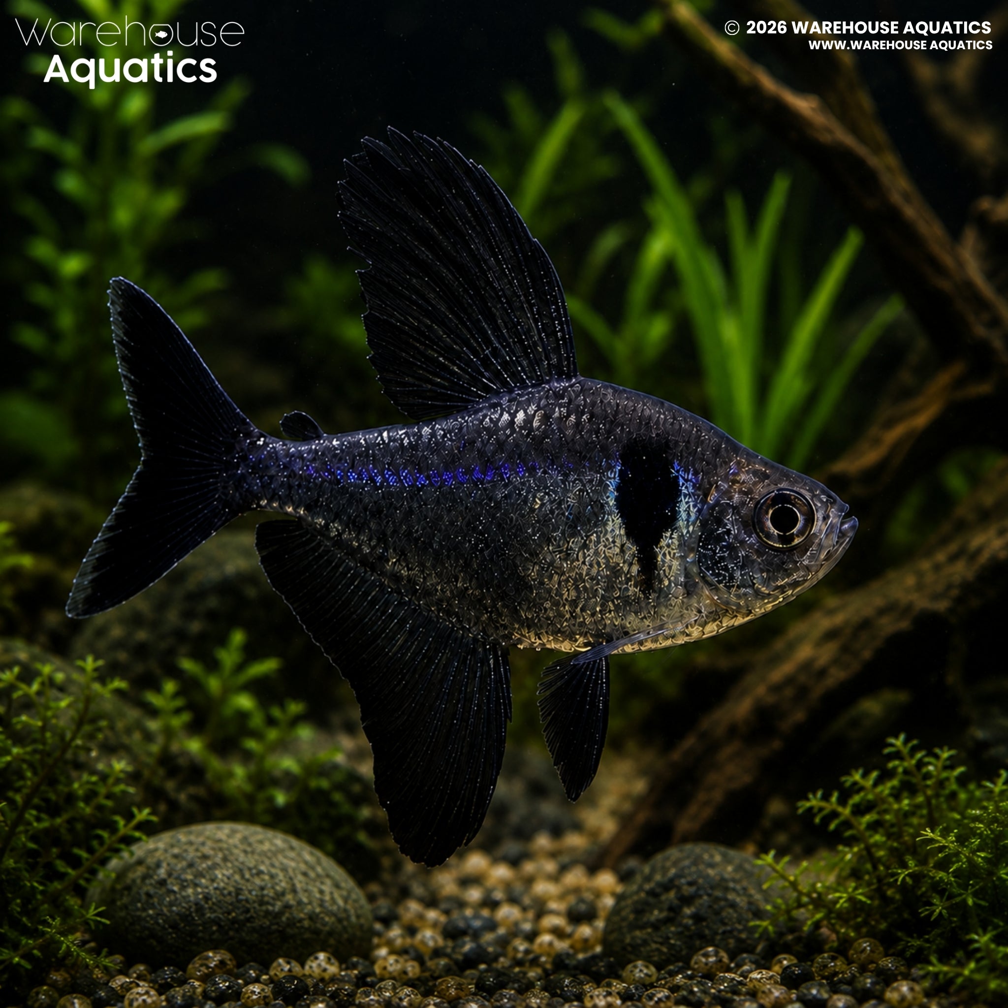 Black Phantom Tetra - Megalamphodus megalopterus