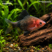 Black Ruby Barb - Pethia nigrofasciata