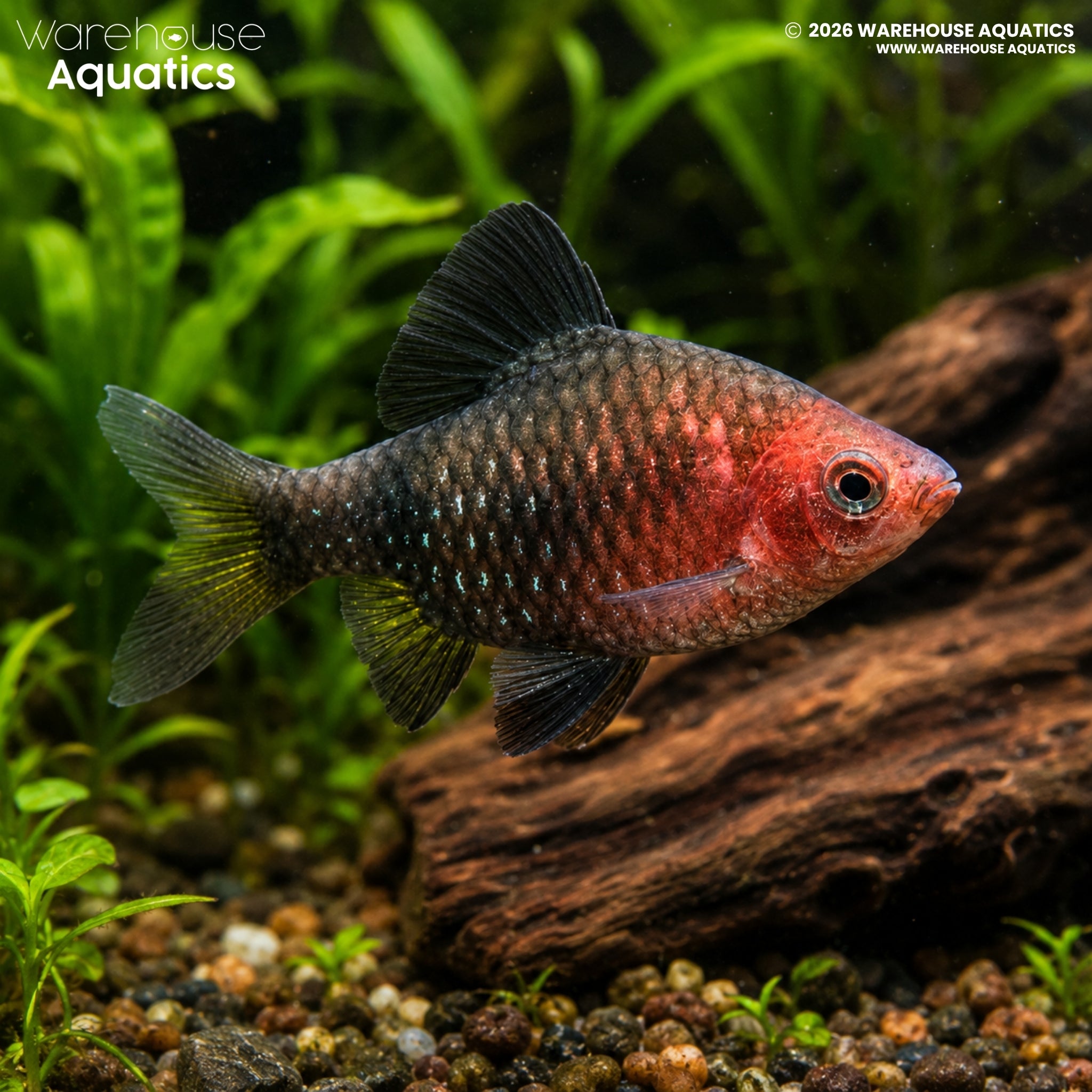 Black Ruby Barb - Pethia nigrofasciata