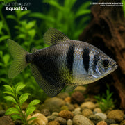 Black Widow Tetra - Gymnocorymbus ternetzi
