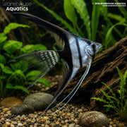 Black and White Veil Tail Angelfish – Pterophyllum scalare