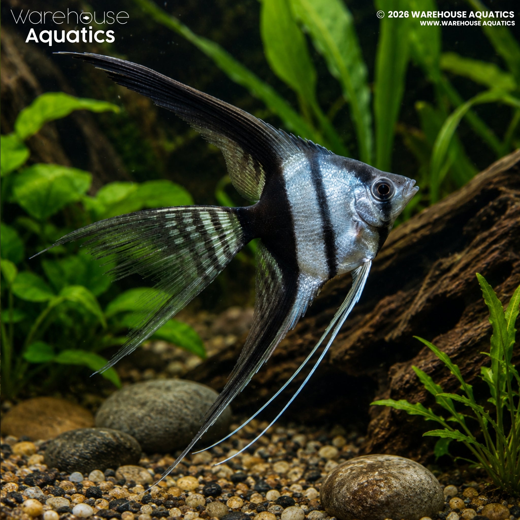 Black and White Veil Tail Angelfish – Pterophyllum scalare