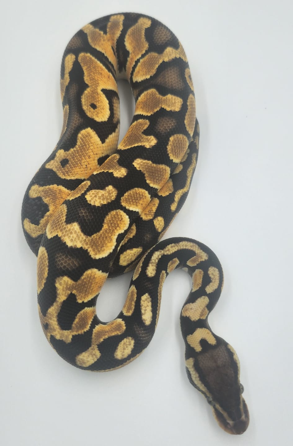 Blade 100% het Clown Royal Python 2024- Male