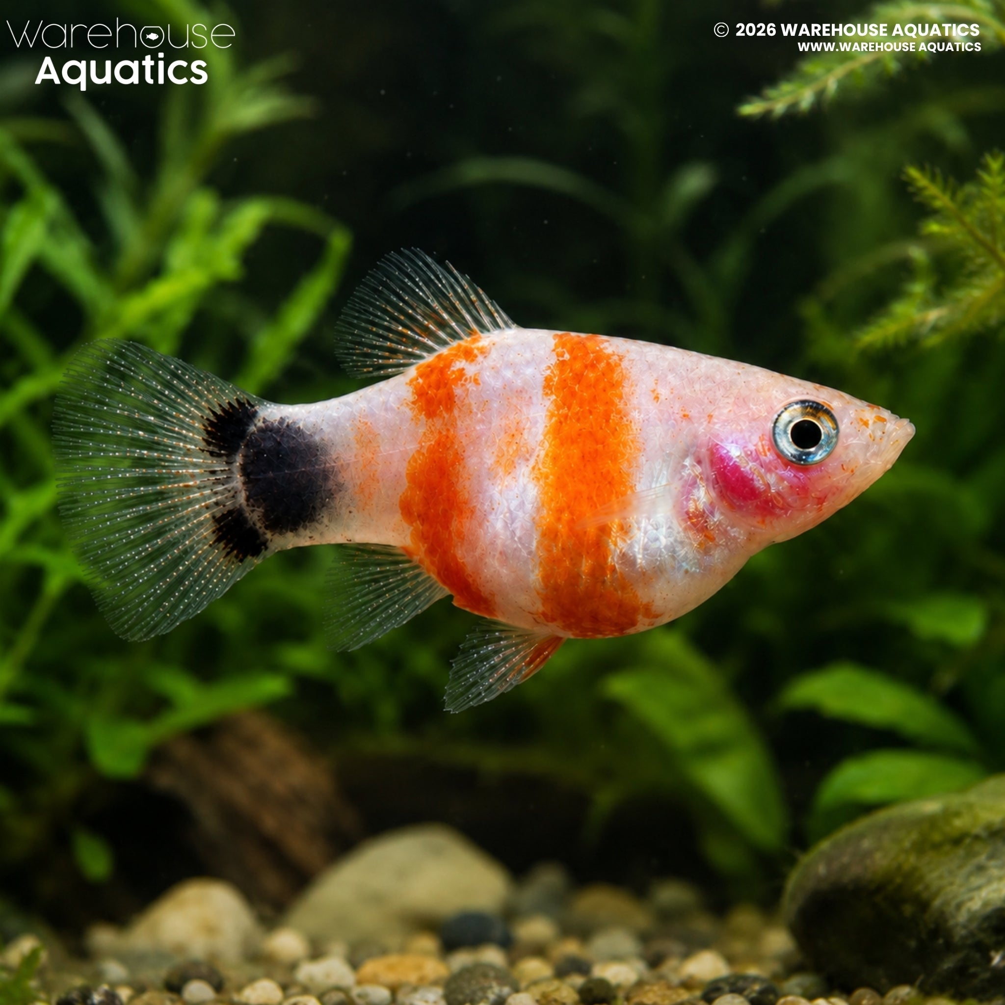 Bleeding Heart Mickey Mouse Platy - Xiphophorus maculatus