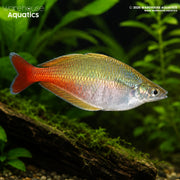Bleher’s Rainbowfish - Chilatherina bleheri