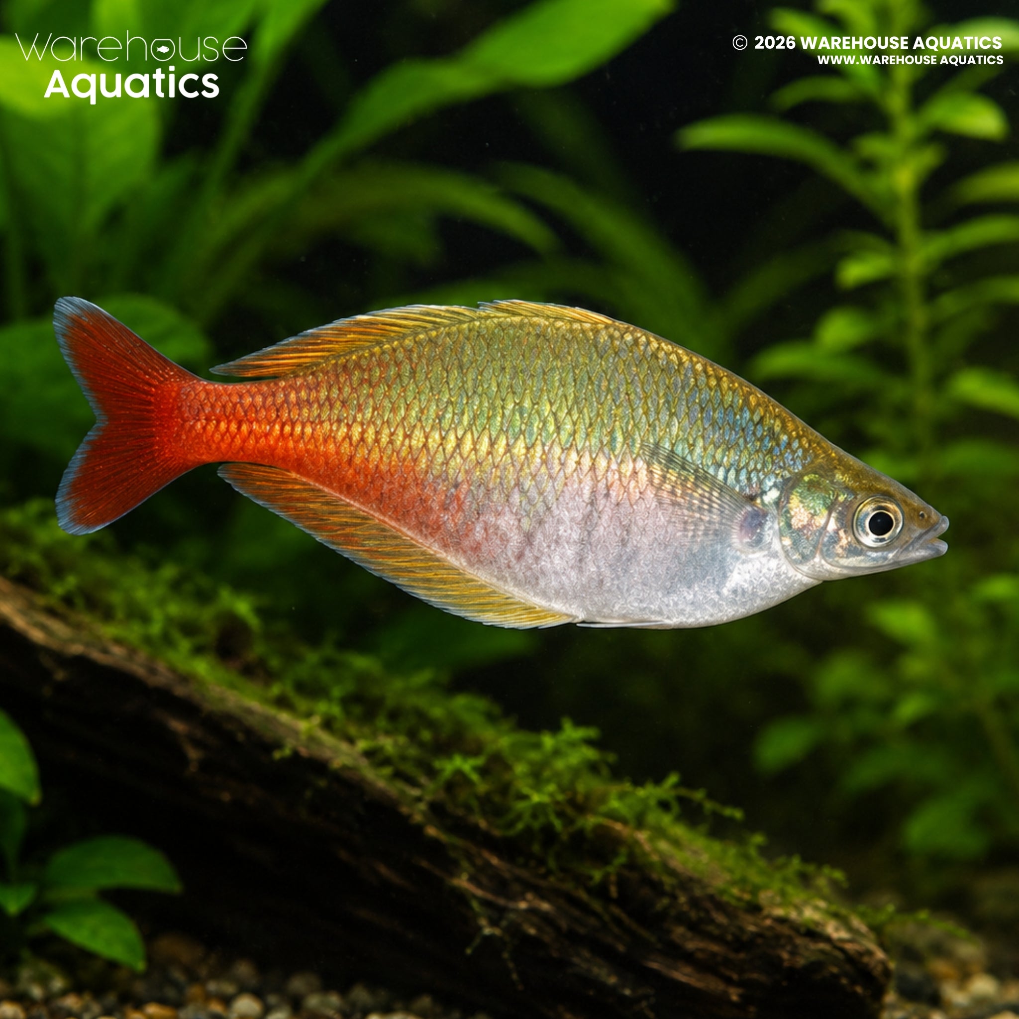 Bleher’s Rainbowfish - Chilatherina bleheri