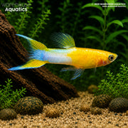 Blonde Japan Blue/Red Double Sword Guppy - Poecilia reticulata