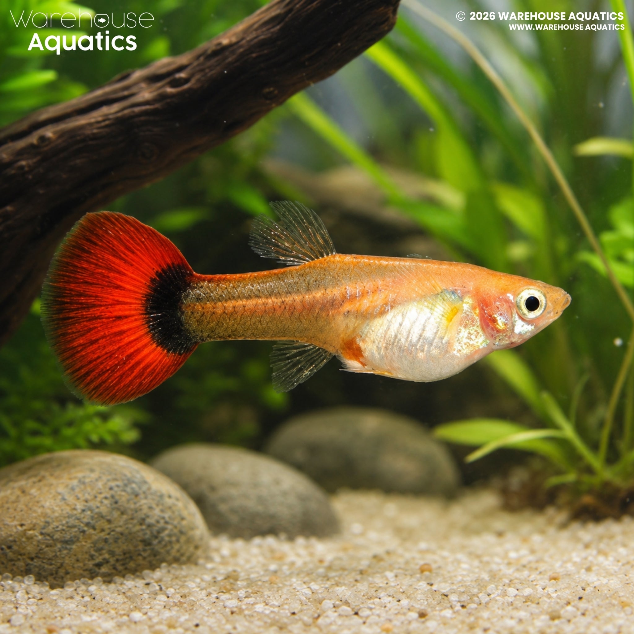 Blonde/Red Tuxedo Guppy - Poecillia reticulata