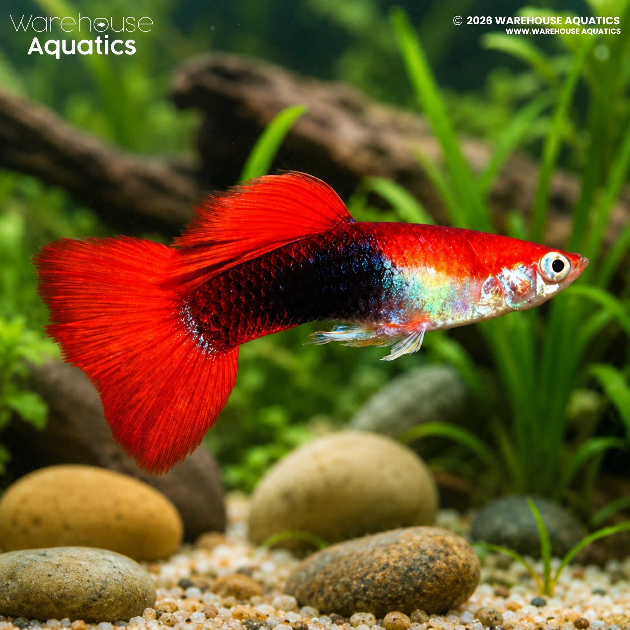 Blonde/Red Tuxedo Guppy - Poecillia reticulata