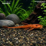 Blood Red Whiptail Catfish - Rineloricaria sp.