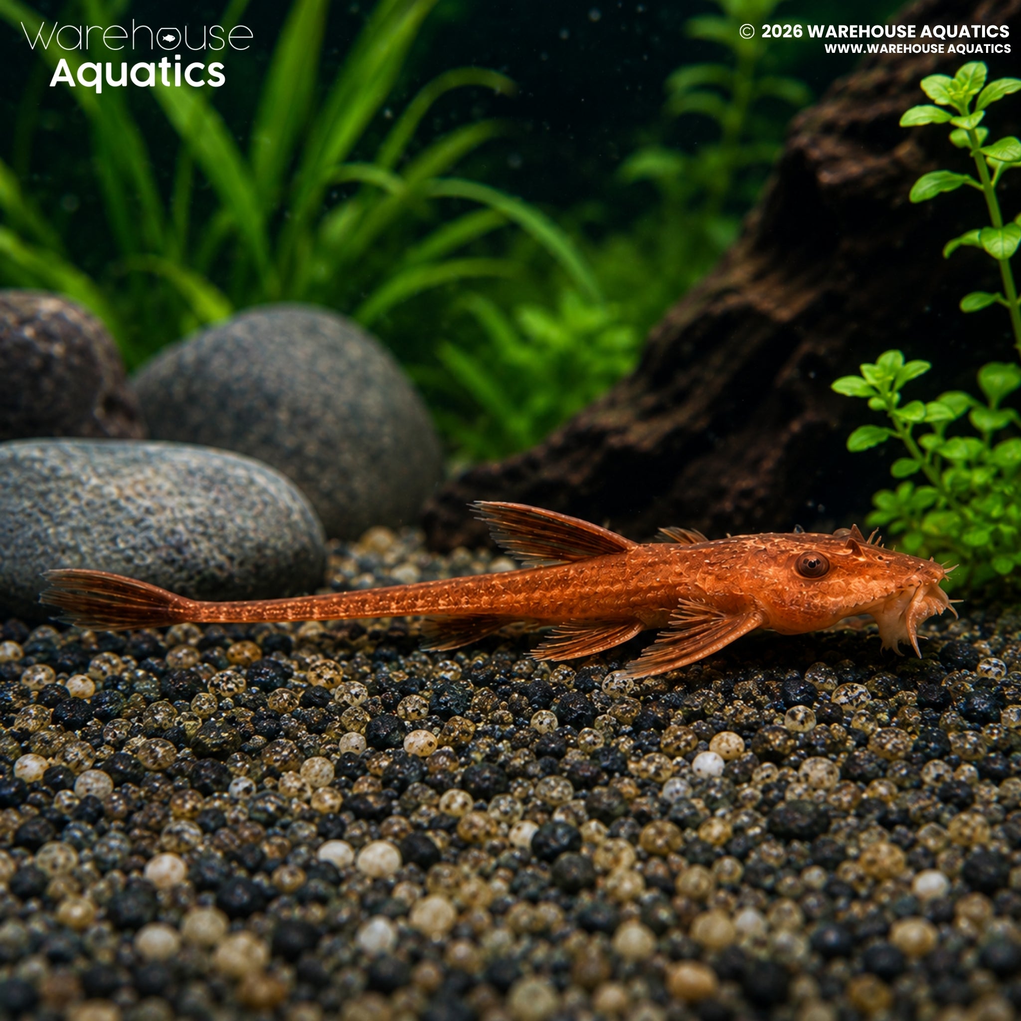 Blood Red Whiptail Catfish - Rineloricaria sp.