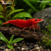 Bloody Mary - Neocaridina spp