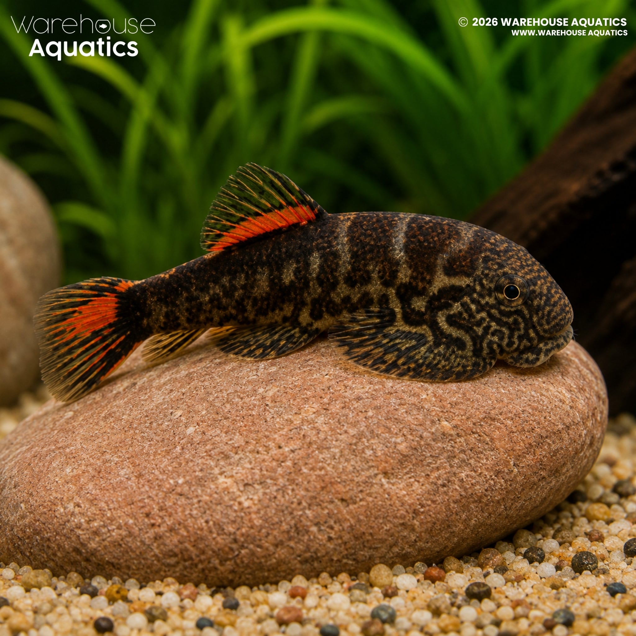 Bloody Mary Borneo Loach - Gastromyzon sp.