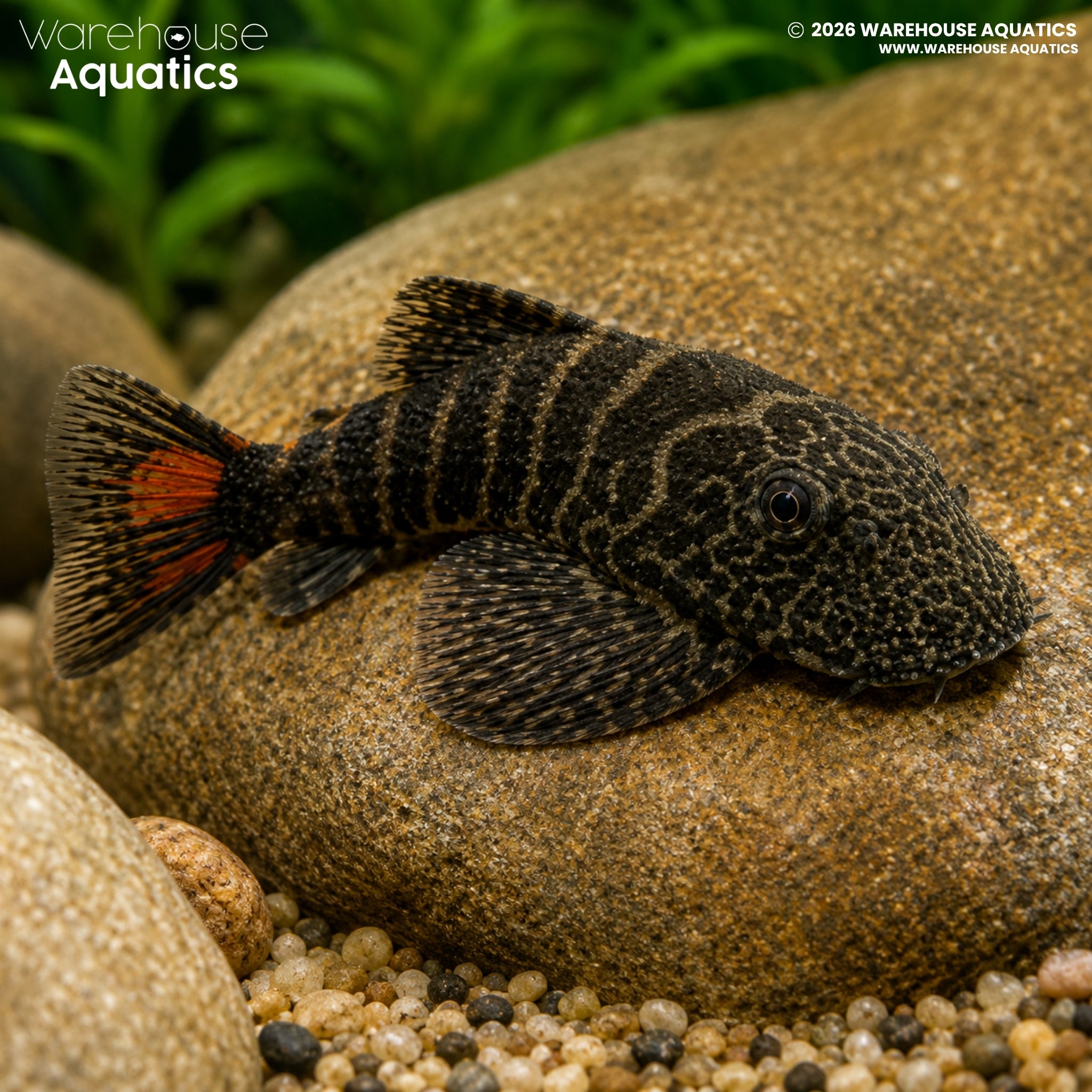 Bloody Mary Borneo Loach - Gastromyzon sp.