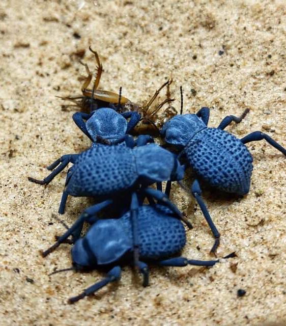Asbolus Verrucosus- Blue Death Feigning Beetles