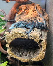 Blue Tree Monitor (V.Macraei)