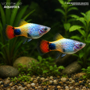 Blue Butterfly Moon Platy - Xiphophorus maculatus