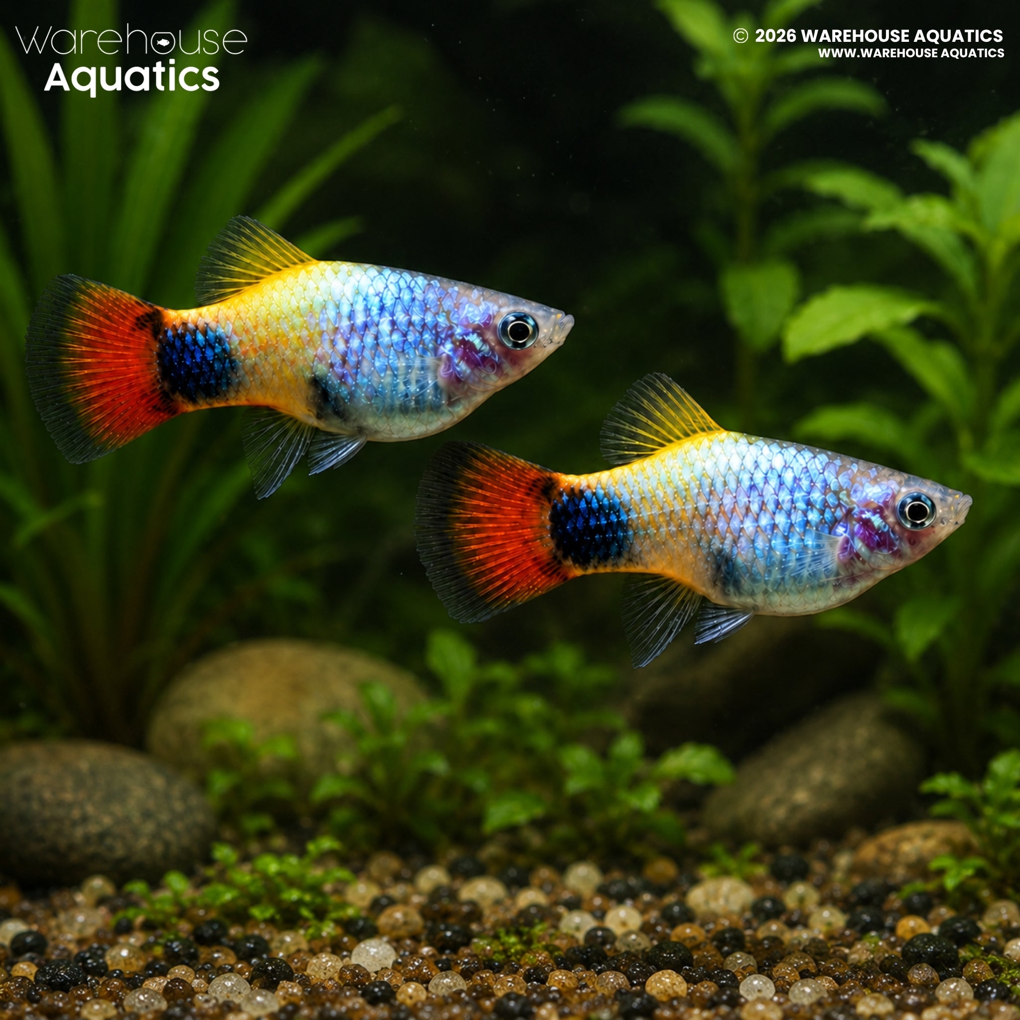 Blue Butterfly Moon Platy - Xiphophorus maculatus