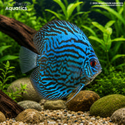 Blue Discus - Symphysodon discus
