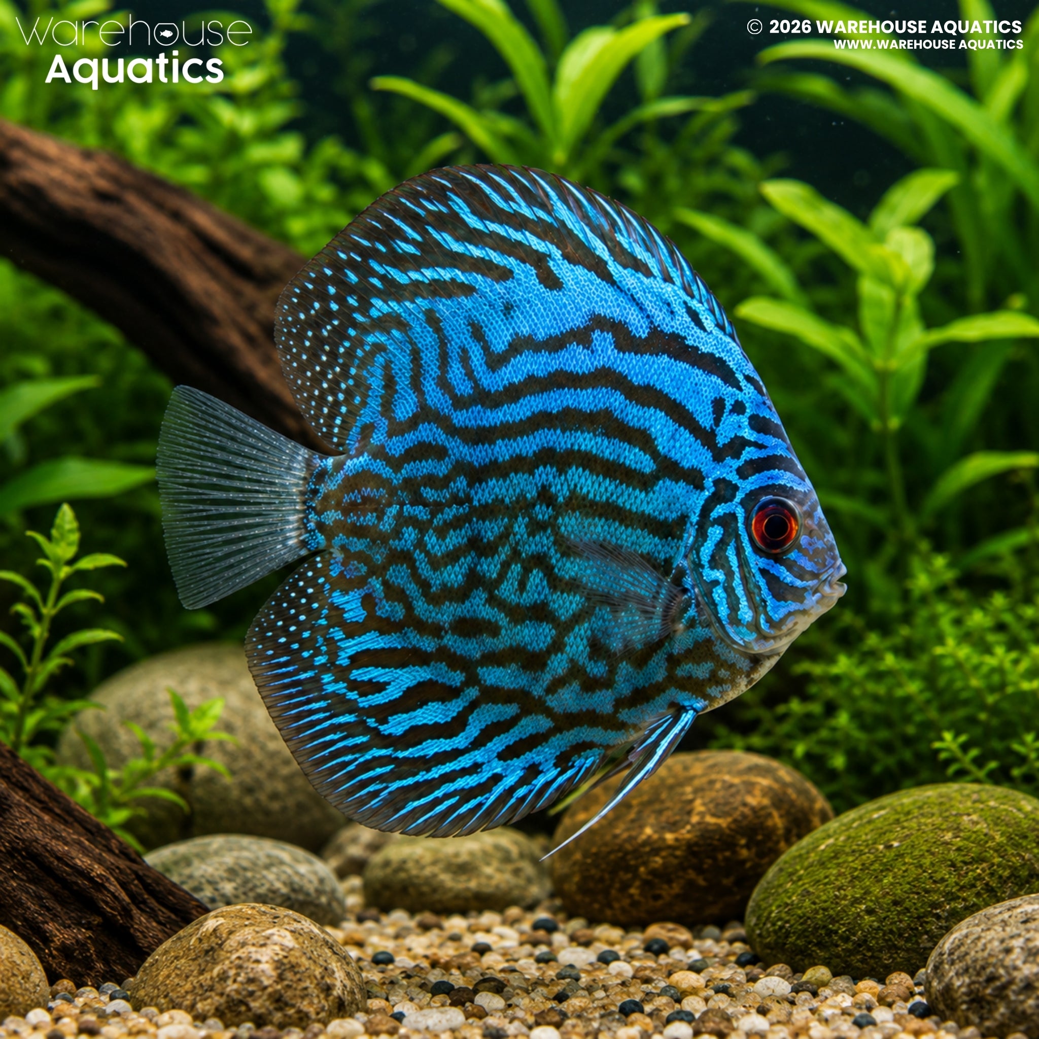 Blue Discus - Symphysodon discus