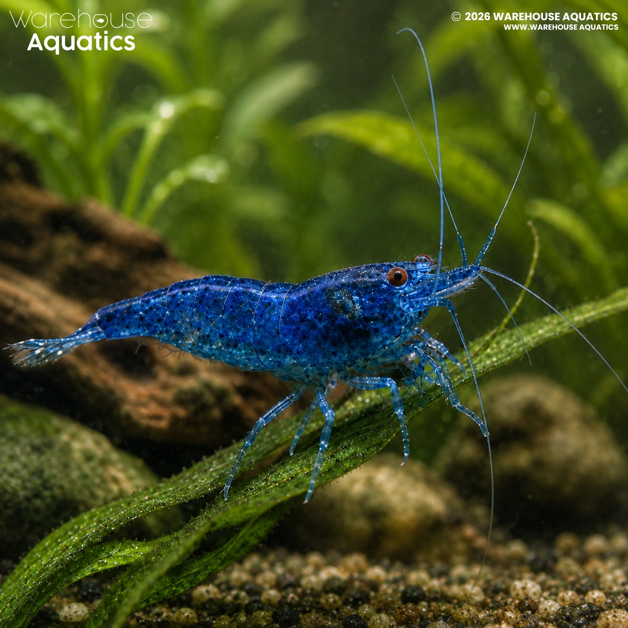 Blue Dream Shrimp - Neocaridina spp